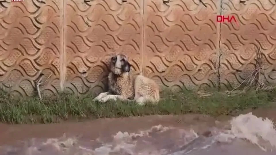 Oltu Çayı’nda sürüklenen köpek, 4 saatte kurtarıldı