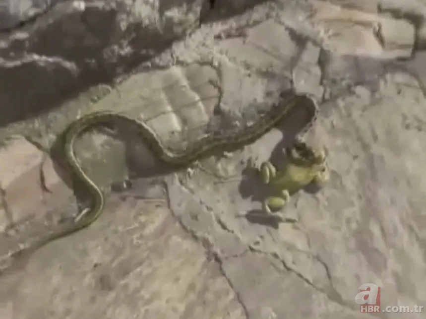 Yılan kurbağa avladı! Ağzıyla yuvasına çekerken… 2