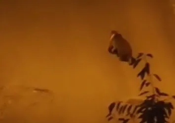 Ankara’da sokakta gezen ayı kameraya yansıdı