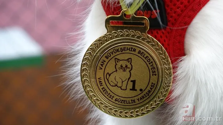 ‘Van Kedisi Güzellik Yarışması’nda ‘Mia’ jüriden tam not aldı! İşte yılın en güzel Van kedisi