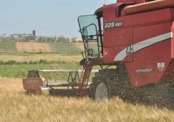 Edirne’de arpa hasadı başladı