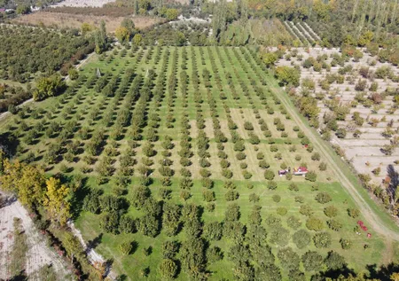 Kurusu Almanya'ya yaşı Rusya'ya gidiyor! Sabahın ilk ışıklarıyla tarlaya iniyorlar: Kilosu 50 lira