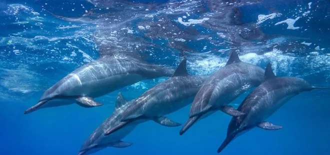 Son dakika | Heyecanlandıran açıklama! Akdeniz ve Karadeniz’de 800 binden fazla balina ile yunus yaşıyor
