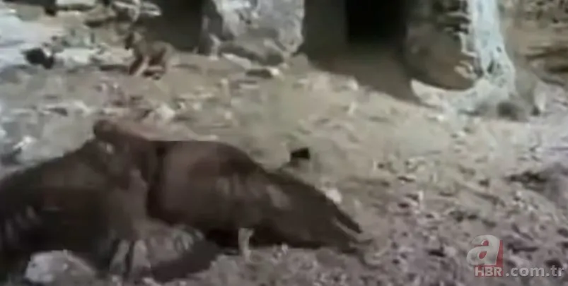 Dev kartalın nefes kesen kurt avı! Anne kurdun hatası pahalıya mal oldu 10
