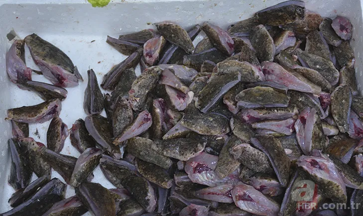 Zehirli dikenleri var! İçi lezzet deposu! Korkutucu görüntüsüyle dikkat çeken balığın fiyatı bakın ne kadar? 62