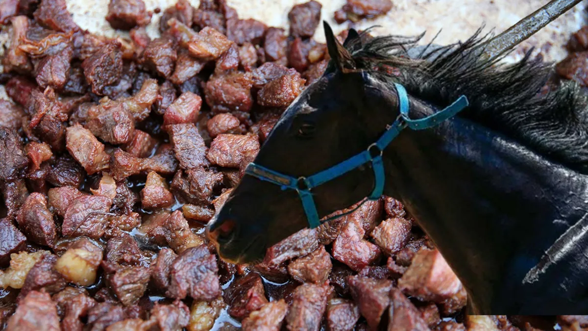 CHP'li Mersin Büyükşehir Belediyesi'nden at etli kavurma: İçinden çip çıktı