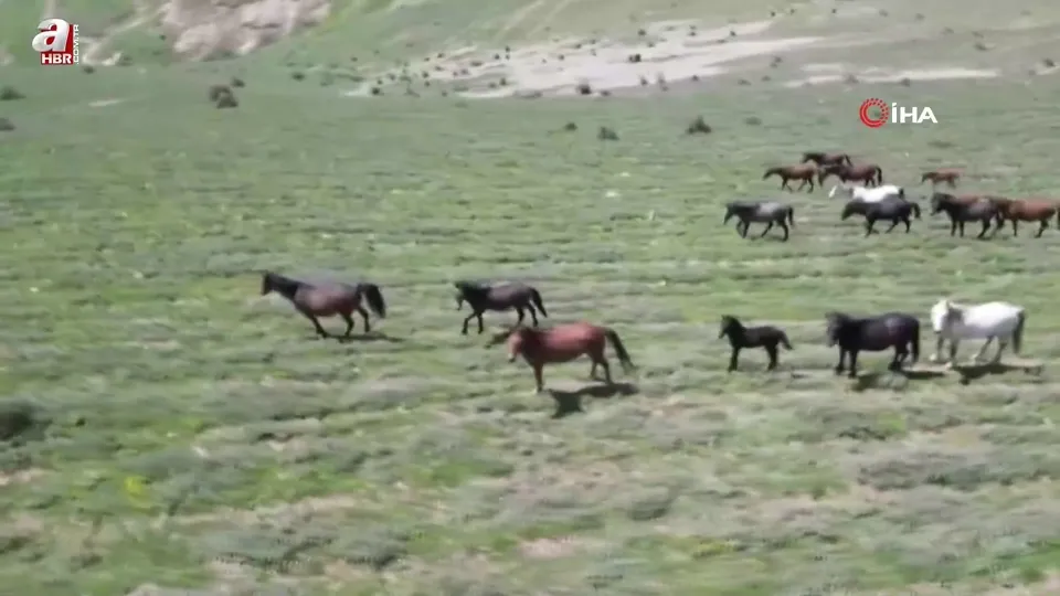 Yayladan aşağı inen yılkı atları böyle görüntülendi