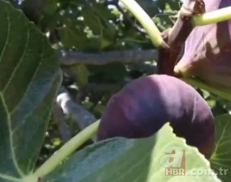 Tam bir şifa deposu! Dünyada sadece o ilimizde yetişiyor 1