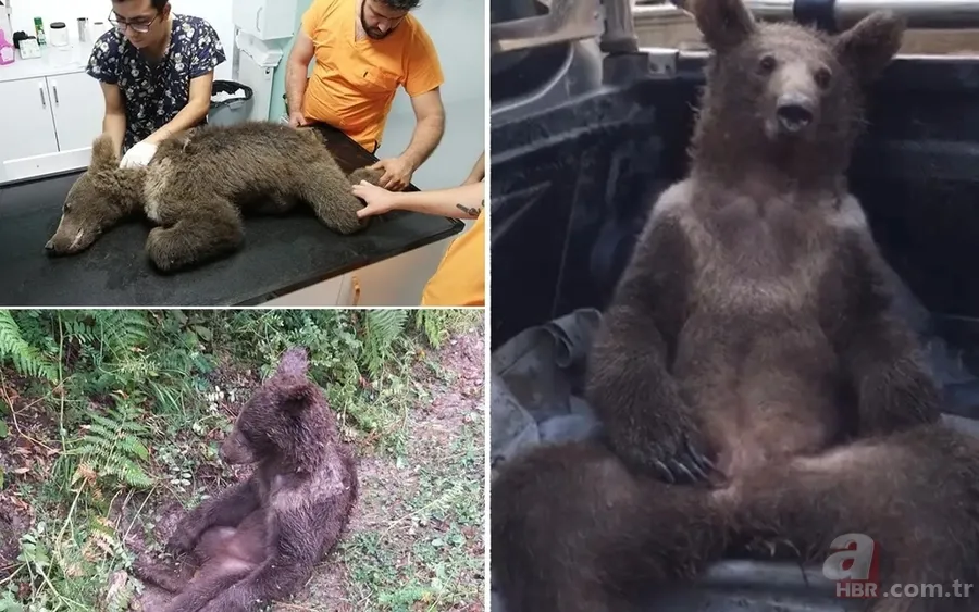 Acı bal yiyen ayıdan haber var: Bakanlık görüntüsünü paylaştı 4