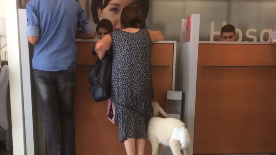 Bankaya kuzu ile girdi, görenler şaştı kaldı