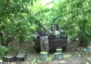Coğrafi işaretli nektarinde hasat zamanı