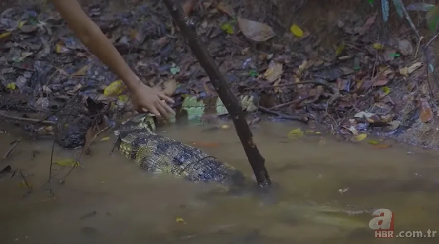 Hayatta kalmak için avladıkları timsahın karnından çıkanlar şoke etti! Mide bulandıran görüntü 7