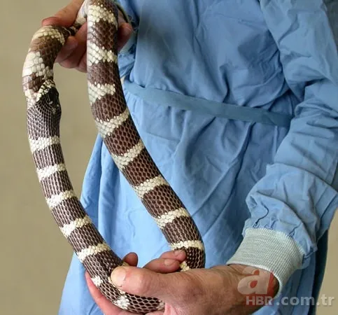 Son dakika: Yeryüzündeki en büyük hayvan bulundu! Böylesi daha önce görülmedi! Tam 98 milyon yıllık! Görenler şokta 23