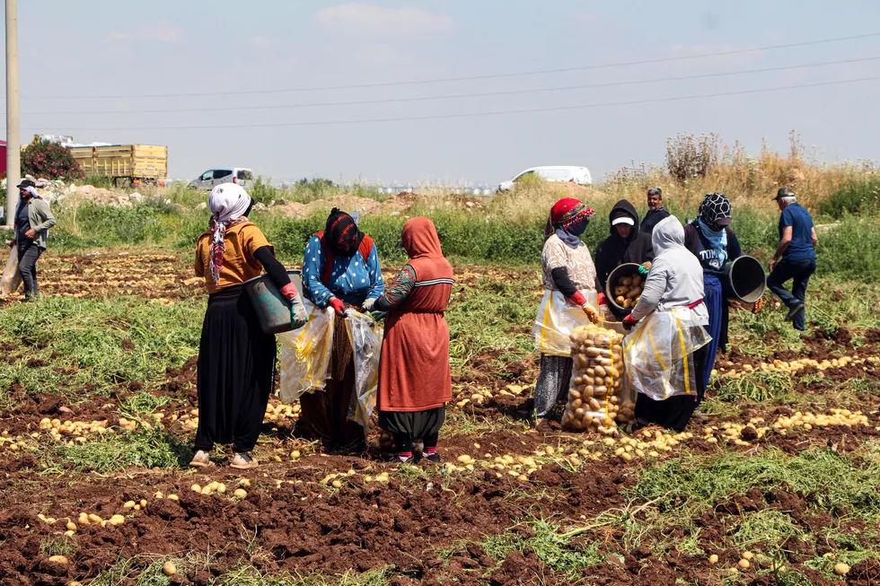 Adana'da patates hasadı! Tarlada kilosu 20 TL'ye düştü - 1