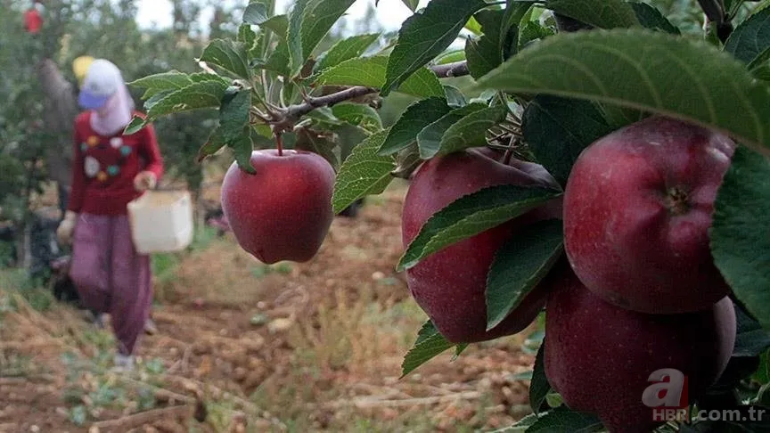 Bahçede görüp etkilendi kariyerini bıraktı! Şimdi hayatı değişti! 10 yılda... 5