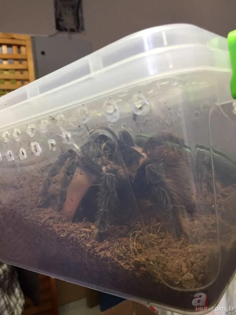Terör operasyonundan tarantula çıktı 15