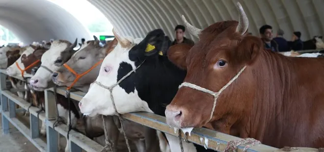Kurban bayramına geri sayım başladı: İşte küçükbaş ve büyükbaş kurbanlık hayvan fiyatları...