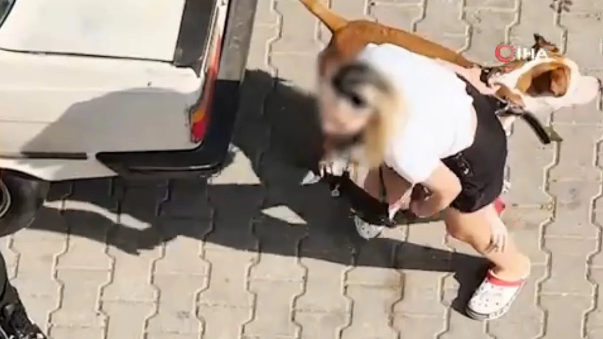 Pitbull dehşeti! Kediyi parçalamıştı: Köpeği ağızlıksız gezdiren sahibine 95 bin TL ceza