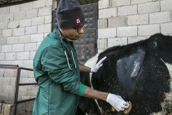 1614811092130.jpg İneğin karnından çıkanlar şoke etti! Tam 15 kilogram halat ve çivi ameliyatla alındı - 5