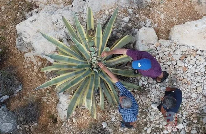 Mersinliler şaşkın! 50 yıldır kimse fark etmedi! 🌱25 günde 4 metreyi geçti 6
