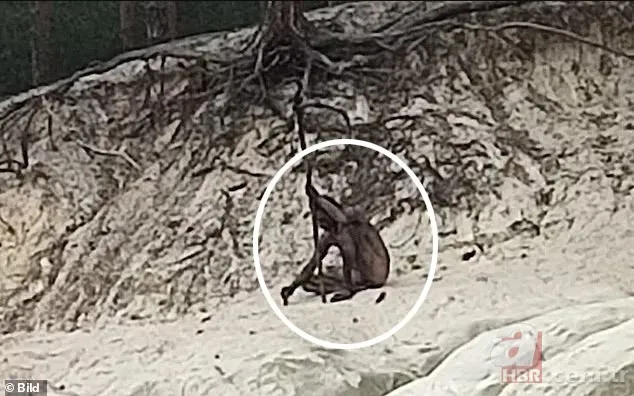 Kim bu gizemli çıplak adam? Harabe bir kalede elinde mızrakla görüntülendi | Dünya bu görüntüleri konuşuyor 2