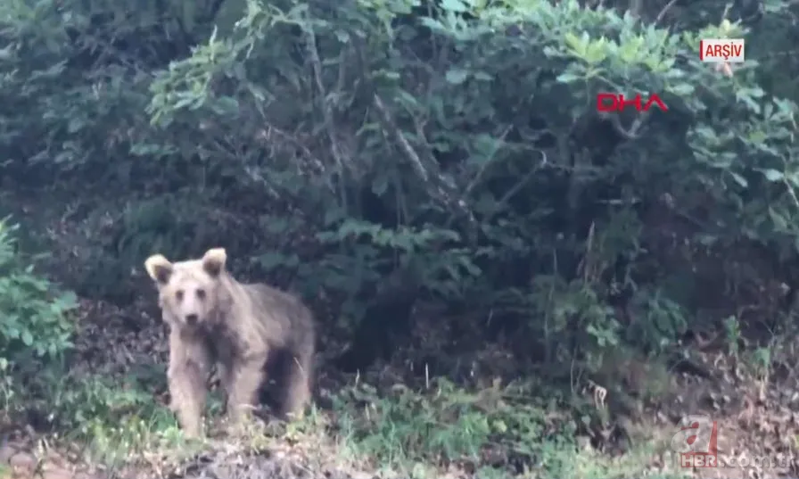 İneklerini otlatan çobana ayı saldırdı! Kelime-i Şehadet getirirken olanlar oldu 3