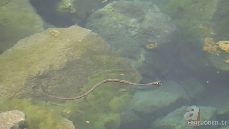 yilan adasi ni andiriyor burasi brezilya degil turkiye de bir il