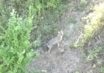 Kurdun koyunlara saldırısı dronla önlendi