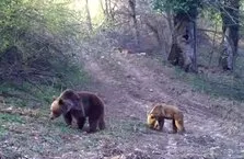 Anne ayı ve yavrusu fotokapana yakalandı