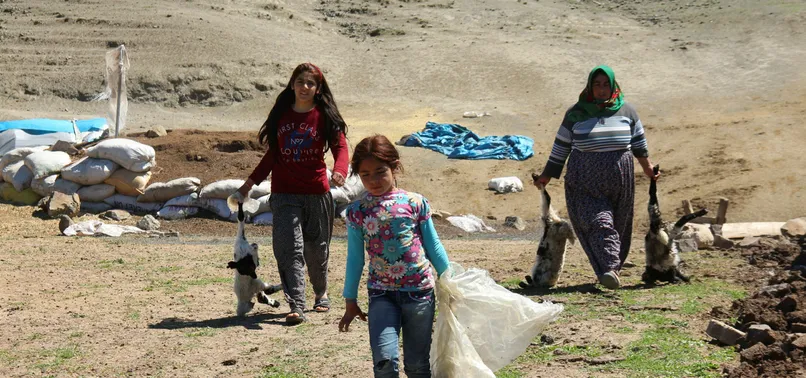 Elazığ'da kurt 150 hayvanı telef etti