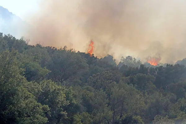 Muğla’da 4 farklı bölgede yangın kontrol altına alındı