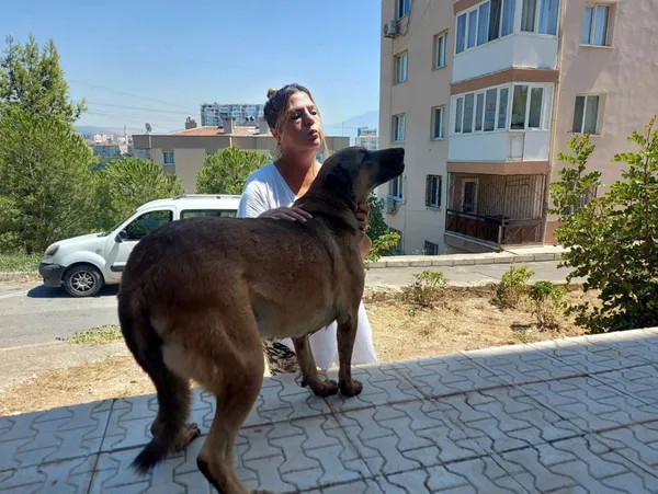 80-yasindaki-bekci-sokak-kopegine-eziyet-etti-ayaklarindan-baglayip-surukledi-1629271023901.jpg 80 yaşındaki bekçi sokak köpeğine eziyet etti! Ayaklarından bağlayıp sürükledi - 3