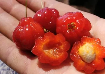 Adını kimse bilmiyor! Meğerse C vitamini bombasıymış...