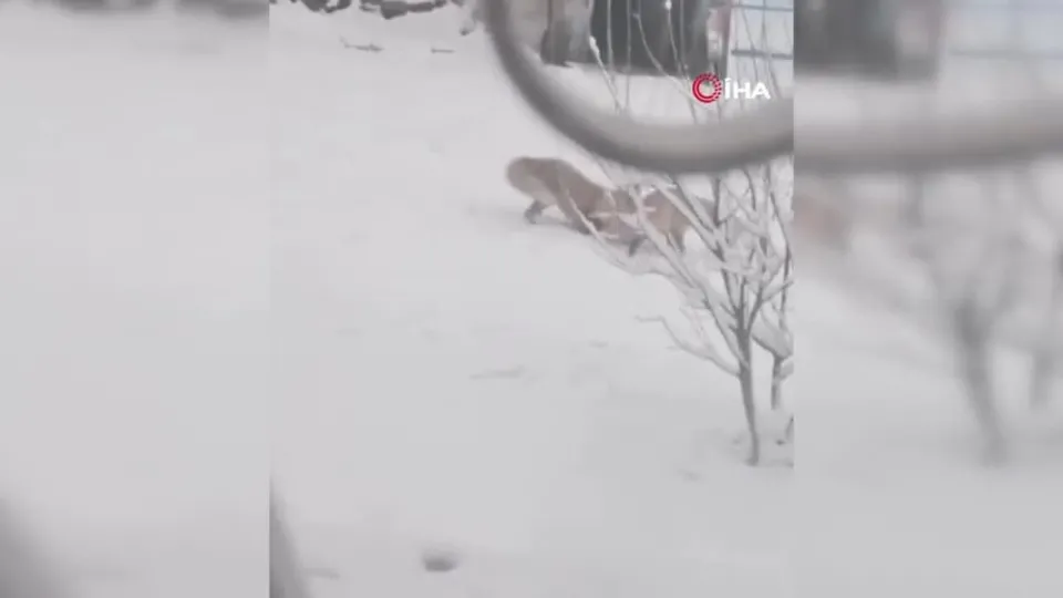 Erzurum’da tilkiler ilçe merkezine indi
