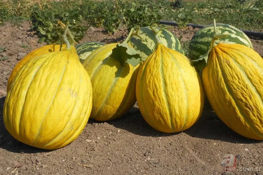 Et pişirirken kavun kabuklarından bir parça ilave edilirse... 3