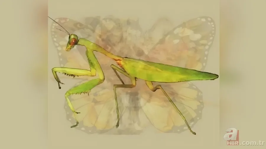 Kişilik testi: İlk fark ettiğiniz hayvan karakterinizin kodlarını veriyor 7