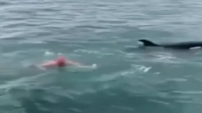Katil balinaların üzerine balıklama atladı