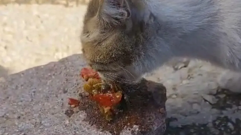Elazığ'da kediye menemen ikramı gülümsetti