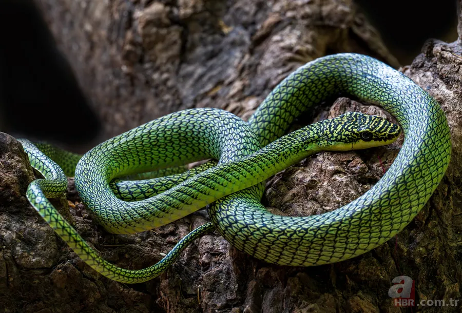 Mağaradaki gizli dünya: İlk kez uçan yılan türü görüldü 3