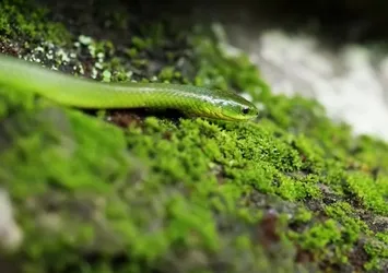 İnsanlar, yılanları neden aniden farkederler?
