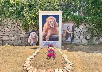 Çiftçiyi yaralayan aslana temsili mezar yaptırdı