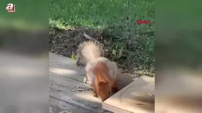 Kızıl Sincap piknikçilerin misafiri oldu