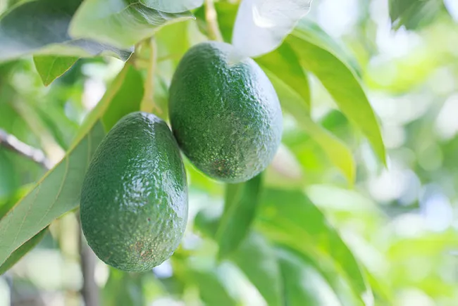 Avokado talebine yetişemeyen üreticiler çekirdek toplamaya başladı - 5