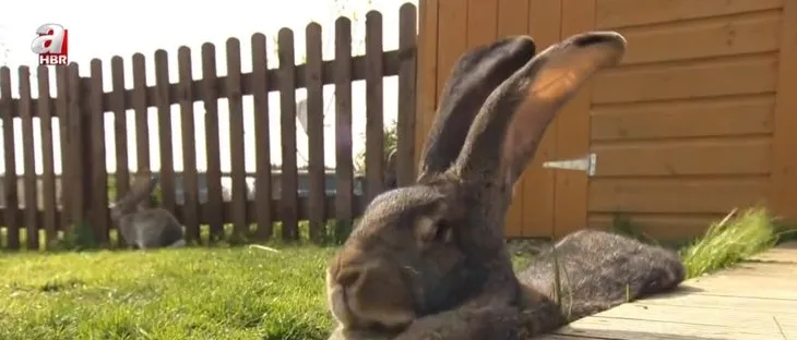 Dünyanın en büyük tavşanı çalındı! Getirine 11 bin TL ödül