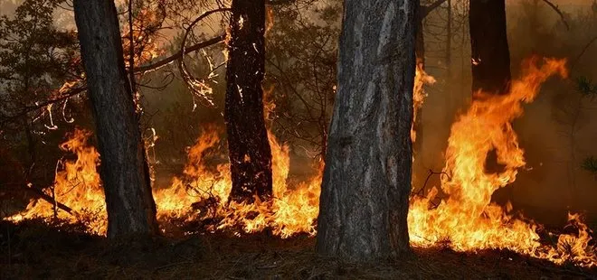 Tarım ve Orman Bakanı Bekir Pakdemirli son dakika olarak duyurdu! Bugün itibarıyla 20 yangın çıktı ve 650 hektar alan etkilenmiş vaziyette