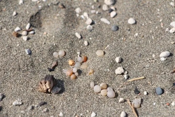 Karadeniz'de yeni tehlike: Mikroplastik! 7 milyona kadar çıktı - 1
