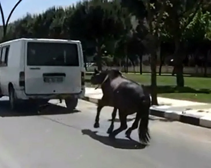 Manisa’da korkunç görüntü: Atı minibüse bağlayıp koşturdu