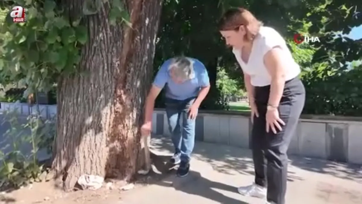 Düzce'de tehlikeli ağaç kaldırıldı