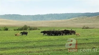 Serengeti’deki safaride inanılmaz görüntüler! O anlara tanık oldular