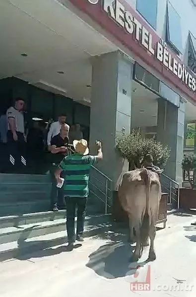 İnekli şovmen gayrimenkul zengini çıktı! Kaçak yapı için belediye basmıştı